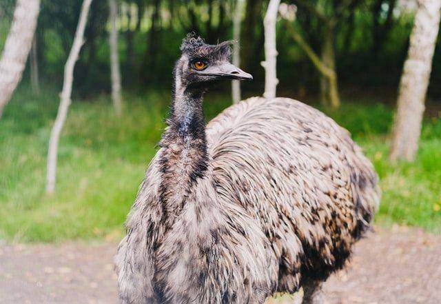 ilustrasi burung emu (unsplash.com/Melissa Keizer)