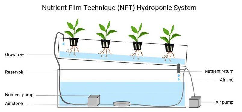 ilustrasi sistem hidroponik NFT (hightechgardening.com)