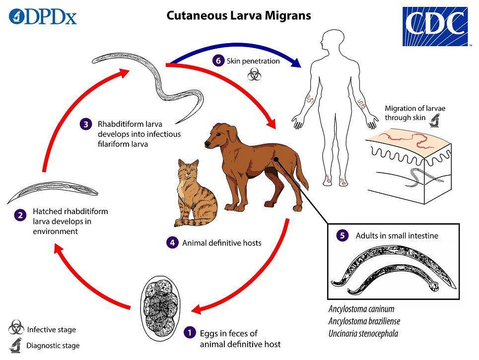 Siklus hidup cacing kait dan skema kejadian cutaneous larva migrans (cdc.gov)