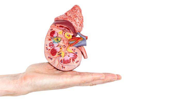 ilustrasi nefropati diabetik (renalandurologynews.com)