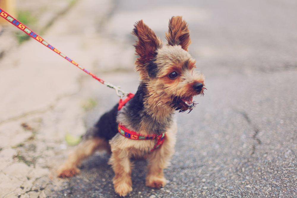 ilustrasi anjing menggonggong (unsplash.com/Silvana Carlos)