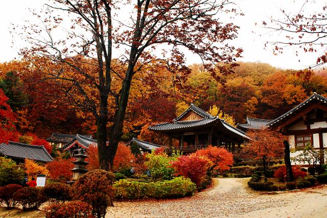 potret Kuil Buseoksa di Yeongju ketika musum gugur (pusoksa.org)