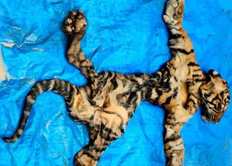 Kulit Harimau Sumatera hasil sitaan petugas dari penangkapan penjualan satwa di Aceh. (Dokumentasi Balai Gakkum Wilayah Sumatera untuk IDN Times)