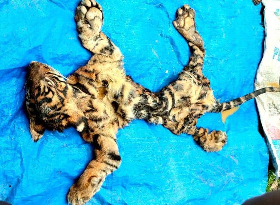 Kulit Harimau Sumatera hasil sitaan petugas dari penangkapan penjualan satwa di Aceh. (Dokumentasi Balai Gakkum Wilayah Sumatera untuk IDN Times)
