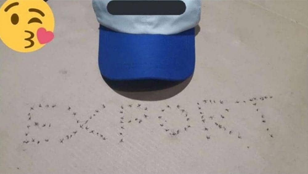 kelakuan koleksi nyamuk (Twitter.com/yiepiie)