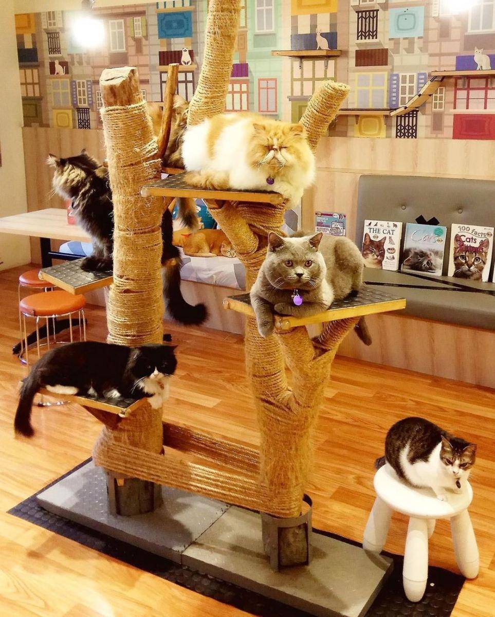 Kopi Cat Groovy Bintaro, Tangerang Selatan (instagram.com/kopicat.groovy)