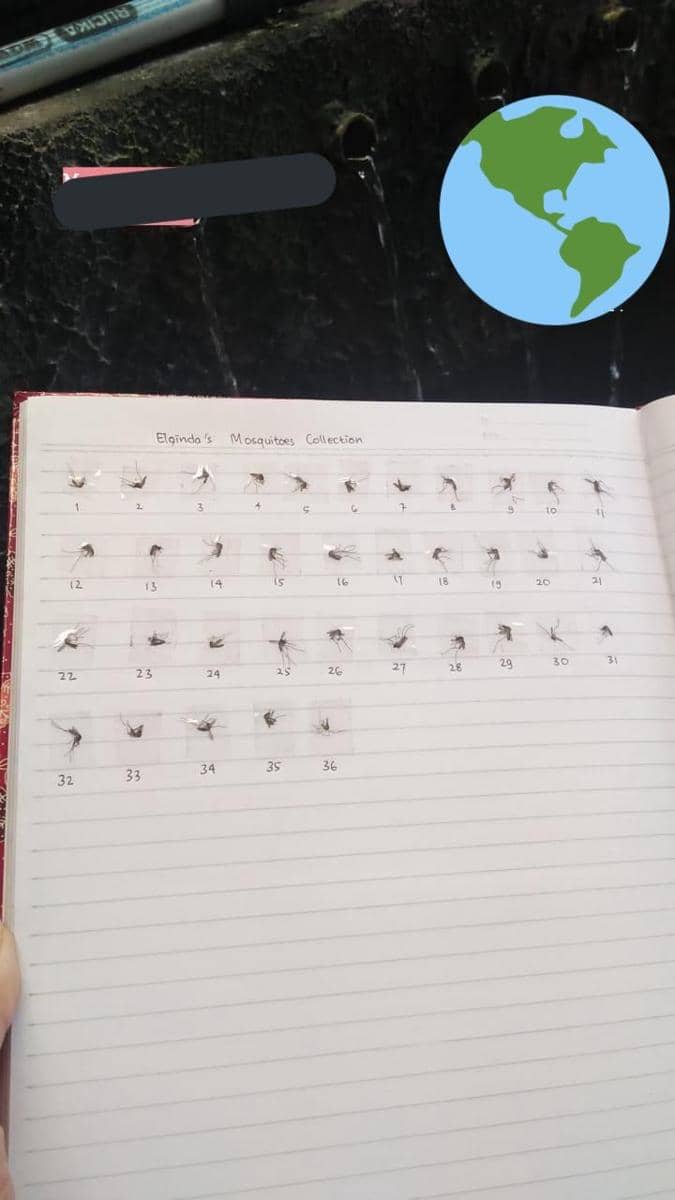 kelakuan koleksi nyamuk (Twitter.com/winthecityx)