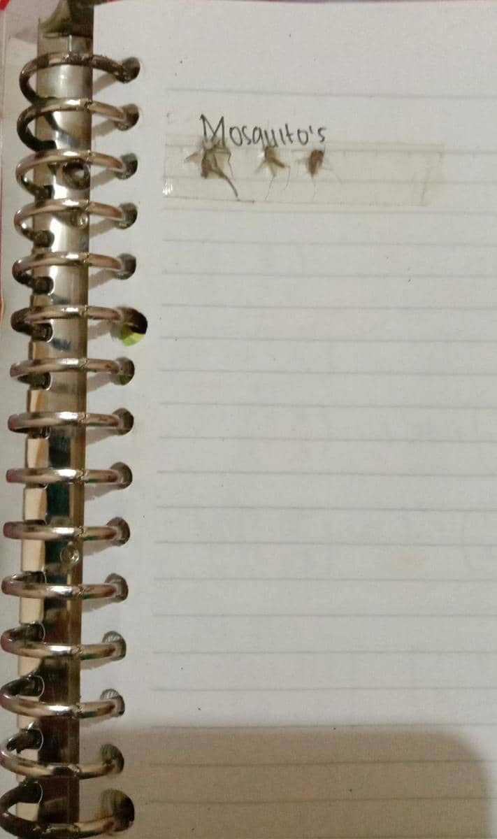 kelakuan koleksi nyamuk (Twitter.com/flamingeuw)