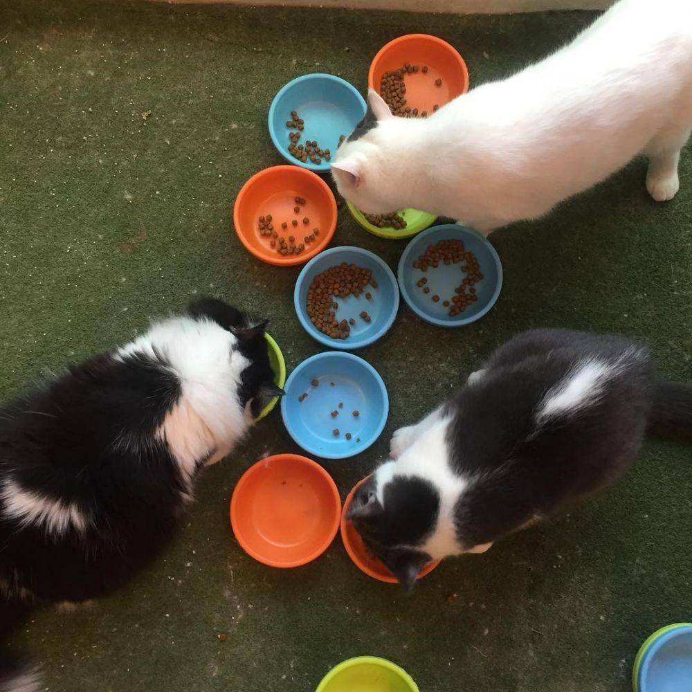 Cutie Cats Cafe, Jakarta Selatan (instagram.com/cutiecatscafe)