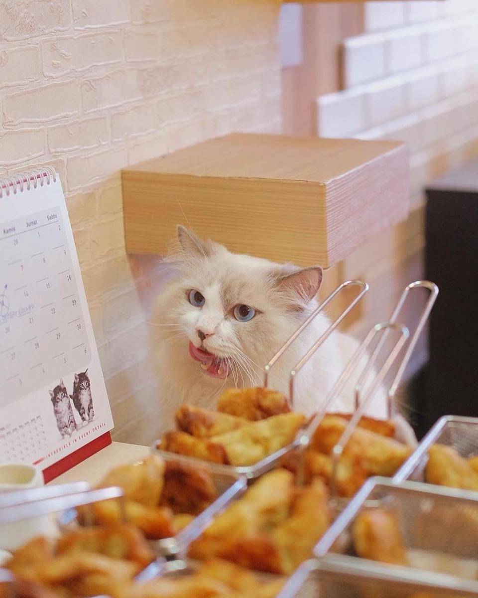 Superbee Pet Care And Cat Cafe, Bekasi (instagram.com/superbeecats)