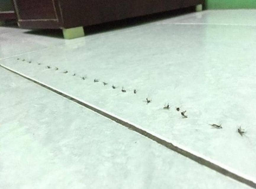 kelakuan koleksi nyamuk (Twitter.com/unbits)