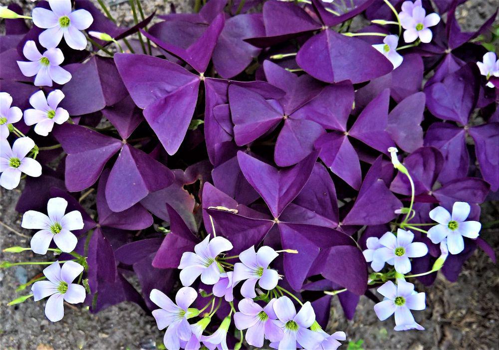 6 Keunikan Tanaman Oxalis, Bikin Kamu Makin Suka