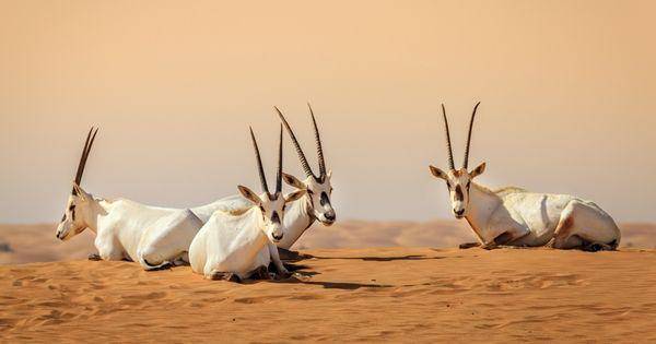 Arabian oryx (arabnews.pk)