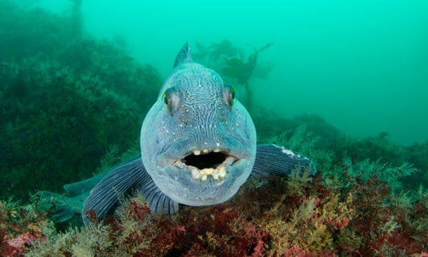5 Fakta Ikan Serigala Atlantik, Si Menyeramkan yang Terancam Punah