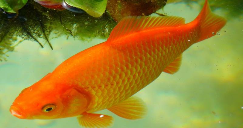 ikan mas (pixabay.com/LoggaWiggler)