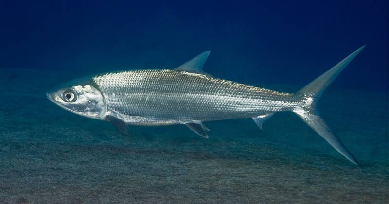ikan bandeng (diverdave.smugmug.com)