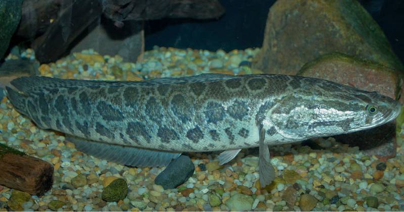 ikan gabus (commons.wikimedia.org)