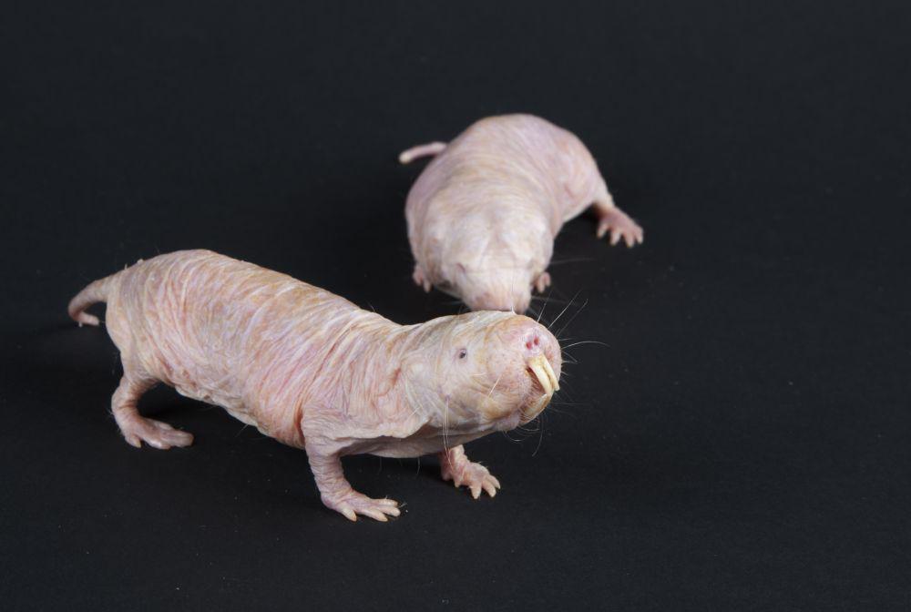 Tikus mol telanjang tengah jadi sorotan karena diduga mampu mengatasi kanker. (dok. Smithsonian Insider/Meghan Murphy)