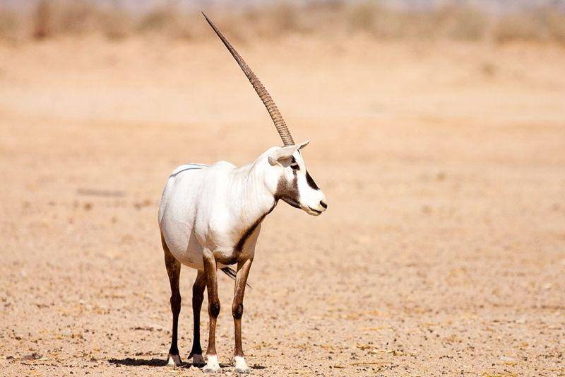 Arabian oryx (oxhuntingranch.com)