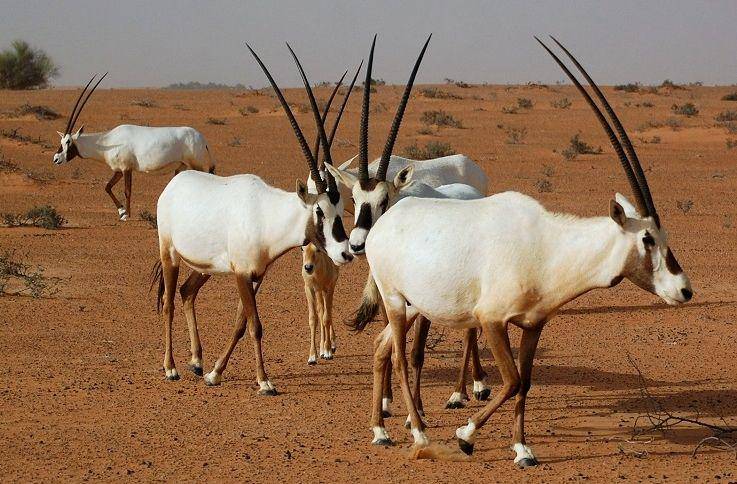 Arabian oryx (justfunfacts.com)