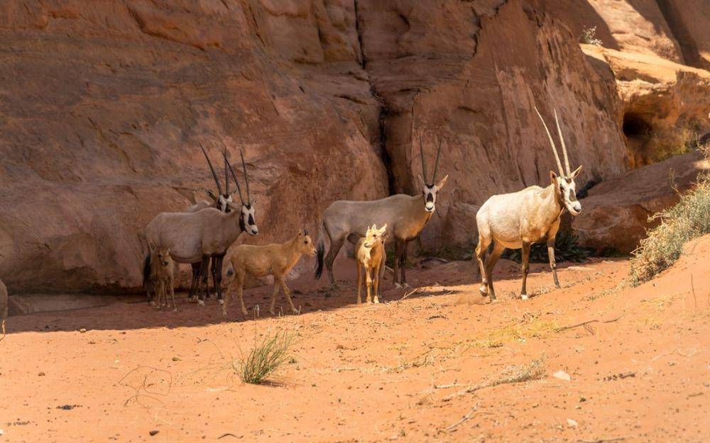 Arabian oryx (wadirumnomads.com)