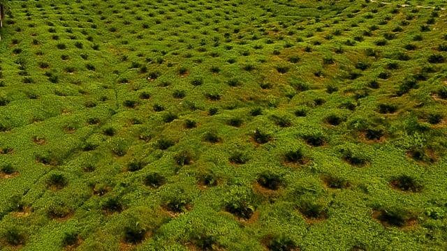 Program replanting lahan sawit Asian Agri. (asianagri.com)