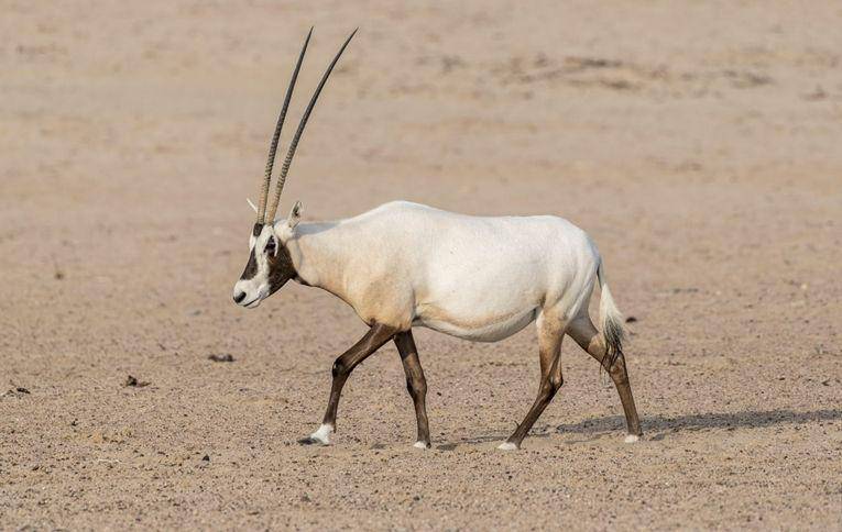 Arabian oryx (davidgabis.com)