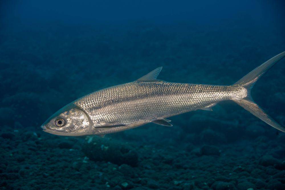 ikan bandeng (diverdave.smugmug.com)