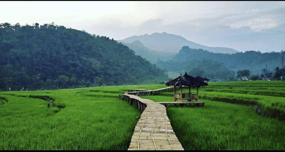 potret pemandangan sawah di Desa Pakis (instagram.com/gubugmerangan21)