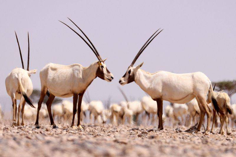 Arabian oryx (gulfnews.com)