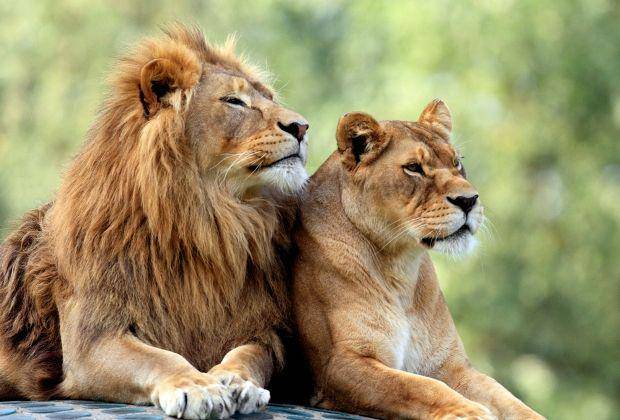 singa jantan dan betina (livescience.com)