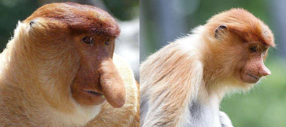 bekantan jantan berhidung lebih besar daripada betina (borneoadventure.com | neprimateconservancy.org)