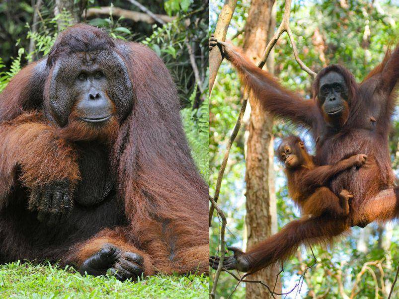 orang utan jantan dan betina (treehugger.com)