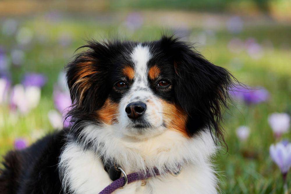Australian shepherd (pixabay.com/couleur)