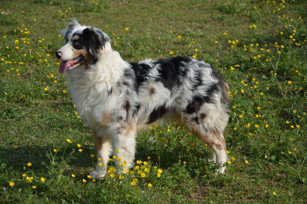 Australian shepherd (pixabay.com/petri)