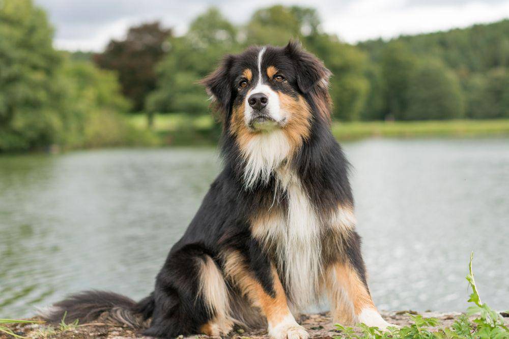 Australian shepherd (pixabay.com/torstensimon)
