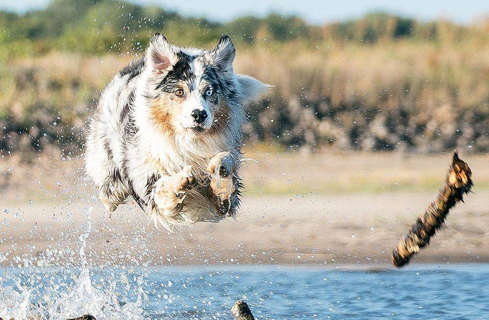 Australian shepherd (pixabay.com/fotoshautnah)