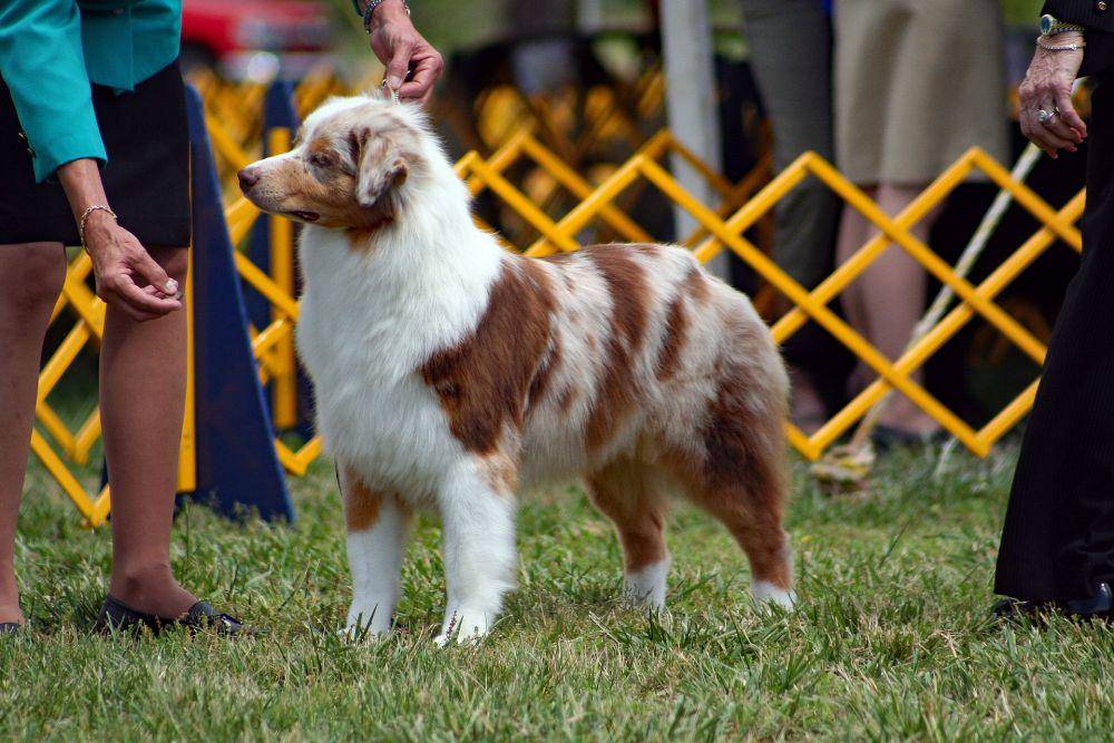 Australian shepherd (pixabay.com/lruss)