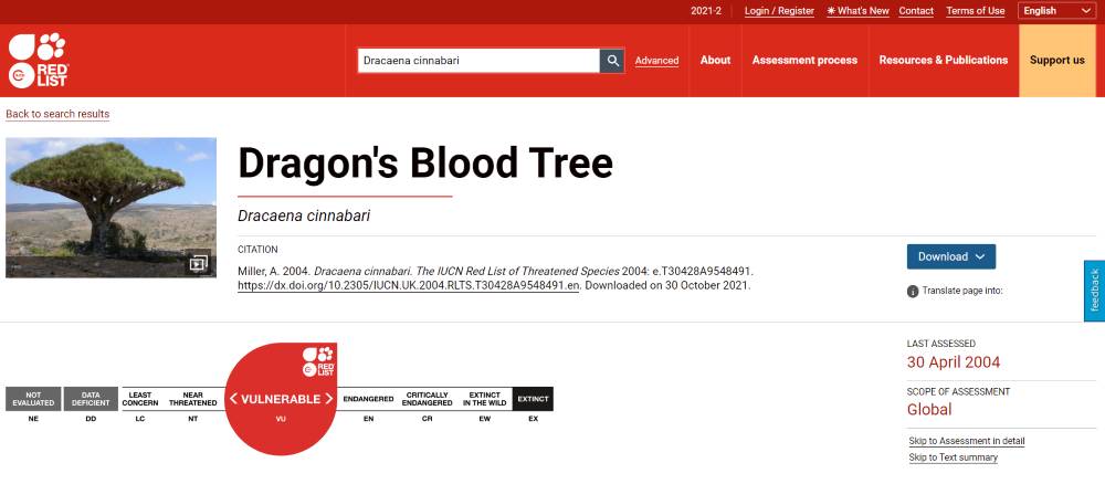 pohon Dragon's Blood merupakan spesies yang terancam (iucnredlist.org)