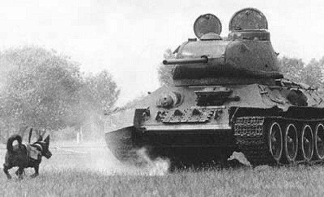 Soviet melatih anjing-anjing untuk membawa bom ke target tertentu. (timetoast.com)
