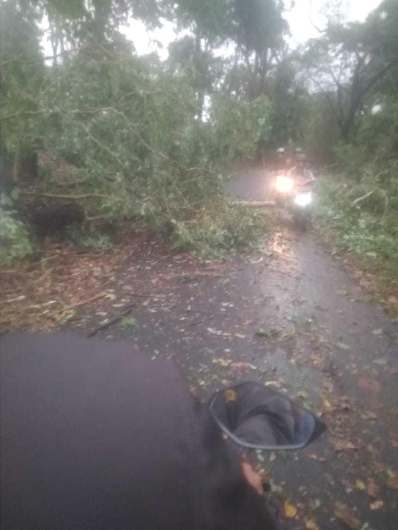Akses jalan tertutup pohon yang tumbang. IDN Times/Nofika DN