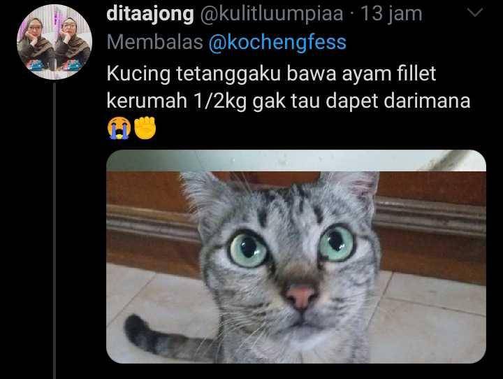 kucing membawa hadiah (twitter.com/kulitluumpiaa)