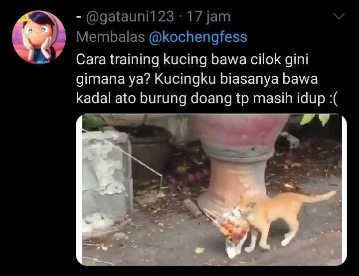 kucing membawa hadiah (twitter.com/gatauni123)