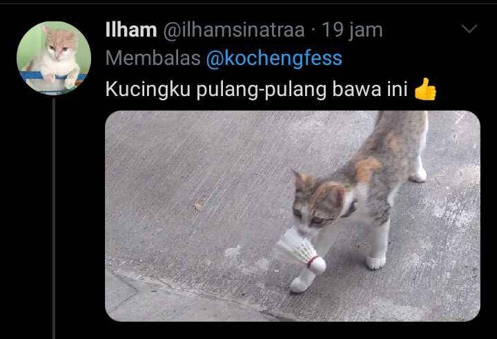 kucing membawa hadiah (twitter.com/ilhamsinatraa)