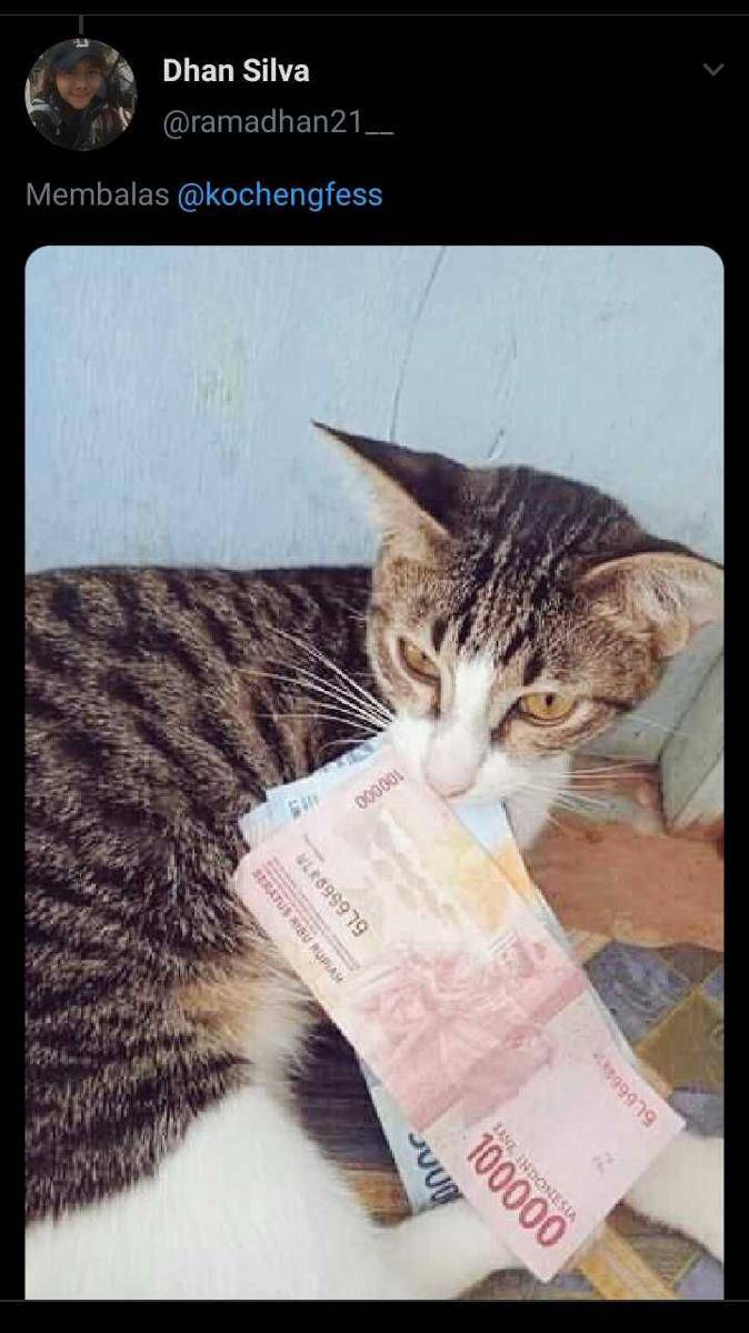 kucing membawa hadiah (twitter.com/ramadhan21__)