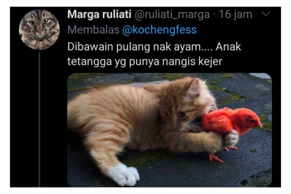 kucing membawa hadiah (twitter.com/ruliati_marga)