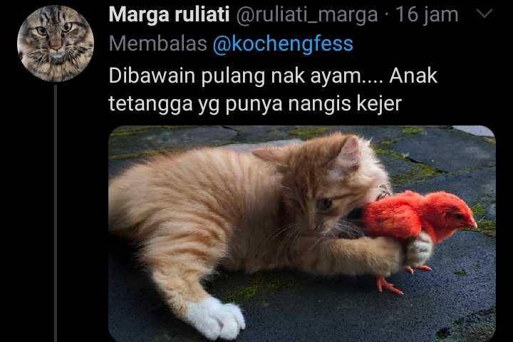 kucing membawa hadiah (twitter.com/ruliati_marga)
