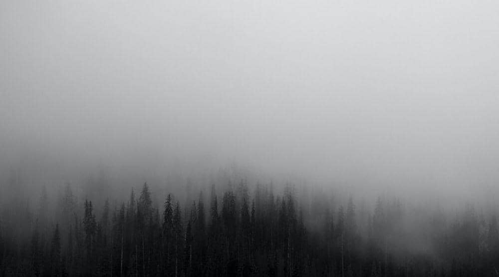 potret hutan yang dikelilingi oleh kabut (unsplash.com/Patrick Hendry)