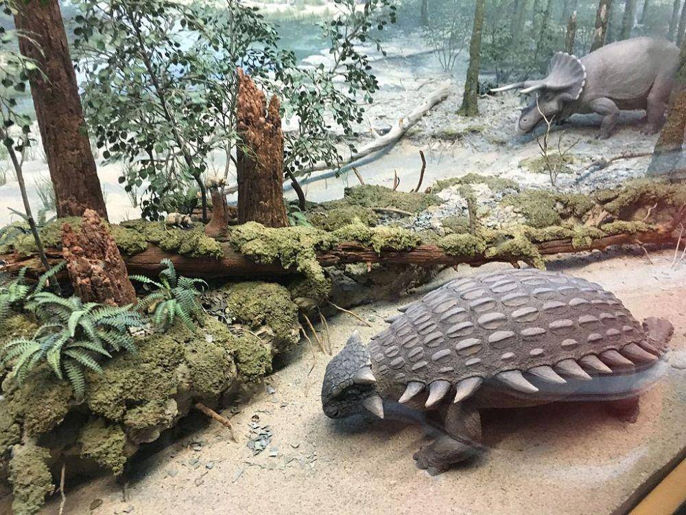 Ilustrasi ankylosaurus (dok. Wikimedia Commons)