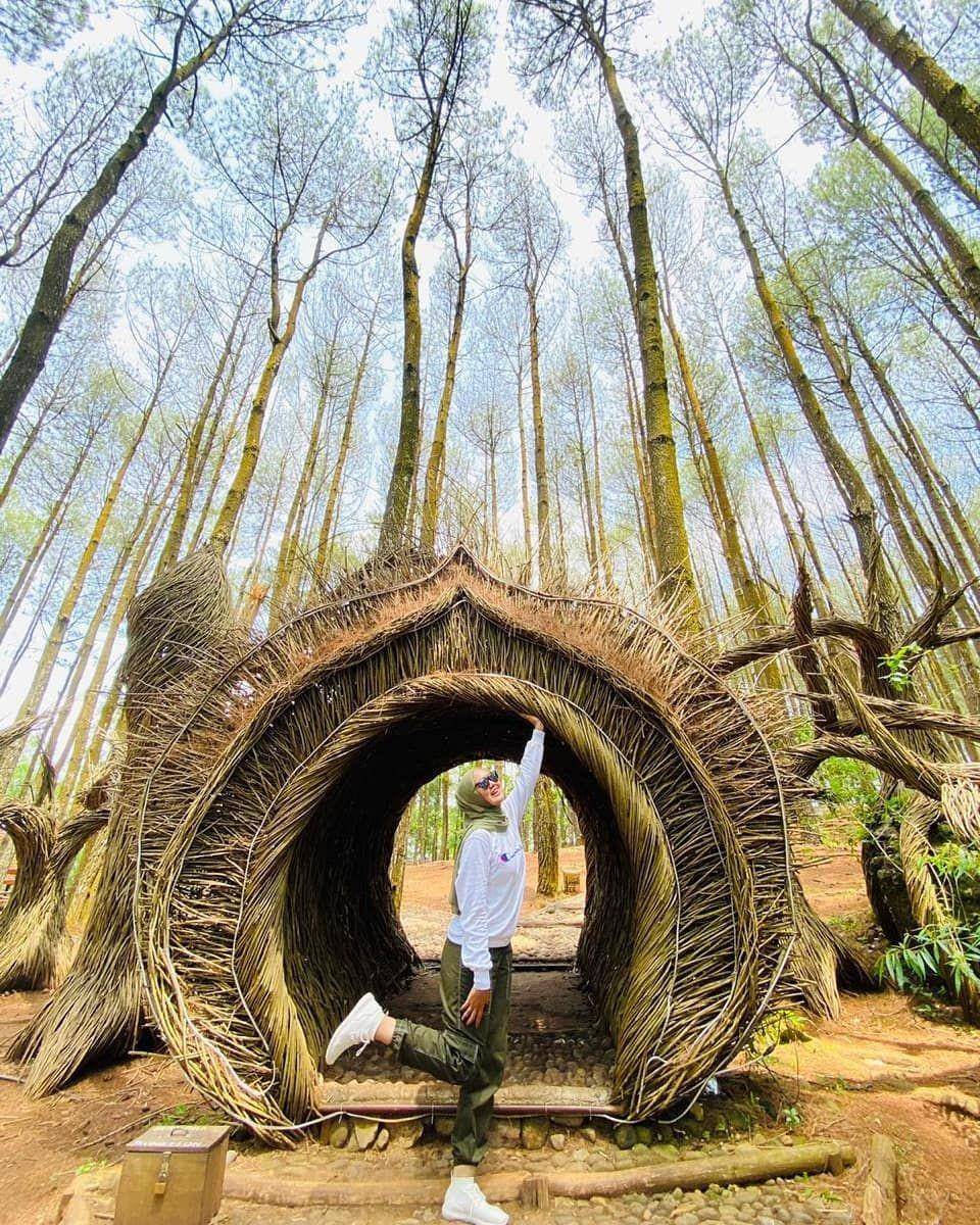 Hutan Pinus Pengger, Yogyakarta (instagram.com/mysda_yn)